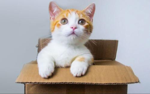 小懒猫方框透视