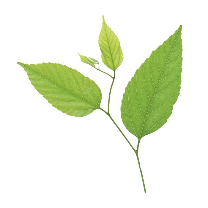 叶子方框透视(稳定排位)